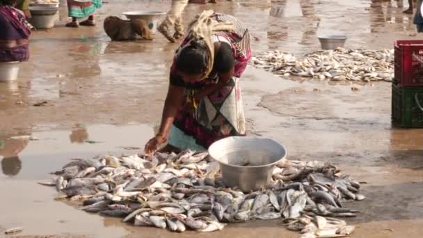 在陆地上对鱼进行分类的妇女和背景下散布在地板上的鱼 美联社 Chirala鱼市场 2022年12月 — 图库视频影像