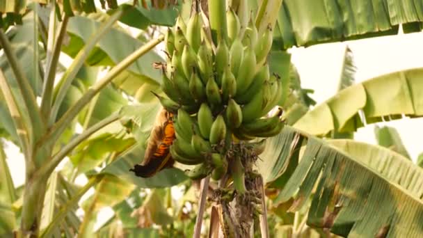 Pełny Obraz Bananów Tyłu Liści Bamy Tle — Wideo stockowe
