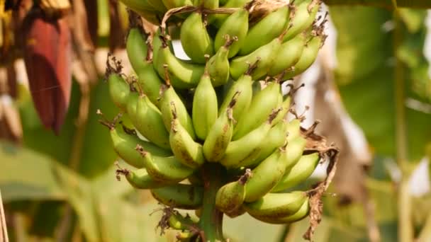 Rozmyte Tło Kamera Rejestrująca Banany Poruszające Się Dołu Góry — Wideo stockowe