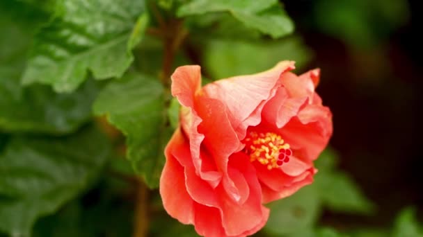 Κόκκινο Λουλούδι Ιβίσκος Στον Κήπο — Αρχείο Βίντεο