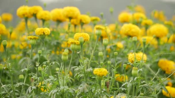 Desfocado Amarelo Calêndula Fundo Flor Flor Alta Hastes Folhosas — Vídeo de Stock