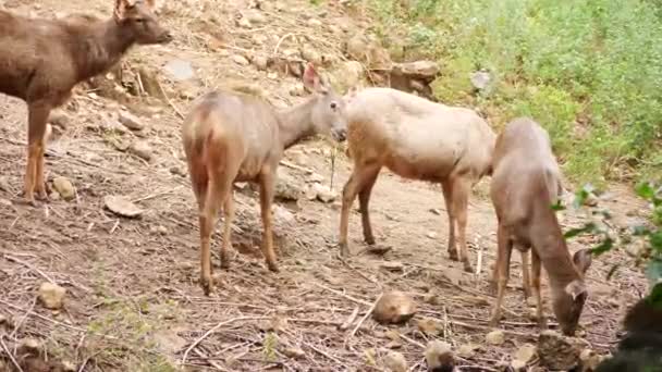 Standing Deers Forest — Stock Video