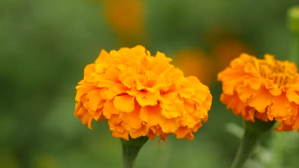 Zoomed Jasnopomarańczowy Marigold Kwiaty Zielone Łodygi Rozmyte Tło — Wideo stockowe