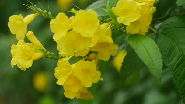 Žlutá Trubka Květ Zeleným Pozadím — Stock video