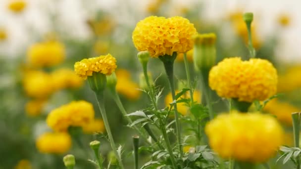Žlutá Marigold Květiny Foukání Rozmazané Zahrada Pozadí — Stock video