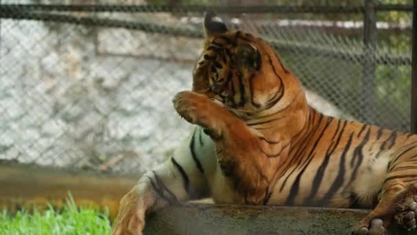 Siedzący Tygrys Liżący Ręce — Wideo stockowe