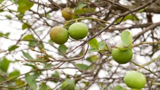 Semear Frutos Limão Rasgando Árvore Ramos Fundo — Vídeo de Stock