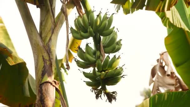 Dół Krótki Klip Przechwytywania Grona Niedojrzałych Bananów Swoim Drzewie — Wideo stockowe