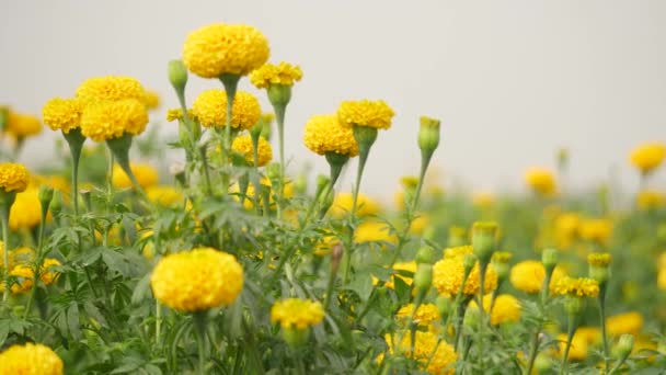 Amarillo Alto Caléndula Soplado Flor Frondosos Tallos Jardín — Vídeos de Stock