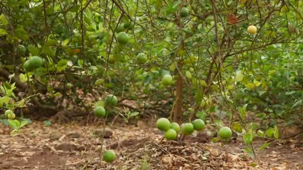 Hängende Zitrusfrüchte Zitronenblattlosen Zweigen — Stockvideo