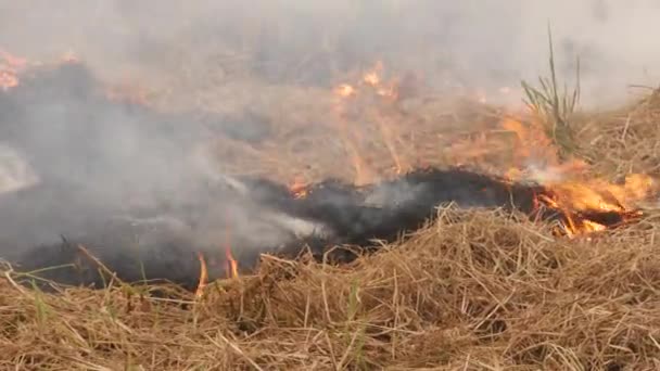 Szellő Hatása Tűzre Égő Szárított Bokrokra Füstszennyezés Levegőben — Stock videók