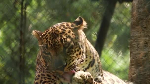 Vista Frontale Del Leopardo Seduto — Video Stock