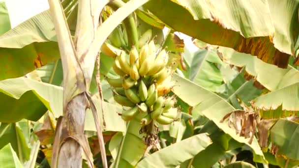 Pochwytywanie Drzew Bananowych Bananów Dojrzałych Niedojrzałych — Wideo stockowe