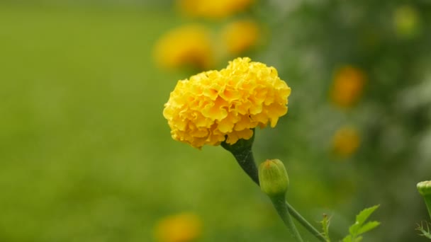 在单一成熟和未成熟的黄色迷迭香风中生长 — 图库视频影像
