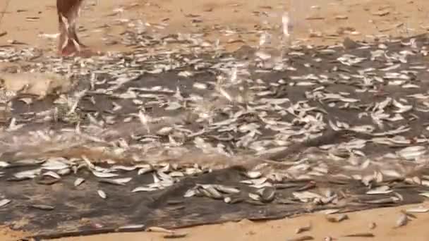 Birisi Onun Ağındaki Küçük Balıkları Ayırıyor — Stok video