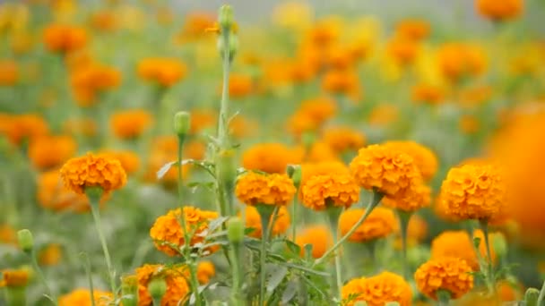 Jasně Oranžová Květinová Zelená Listí Stonku Marigold Zahrada — Stock video
