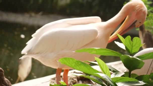 Widok Boku Ptak Perking Szyi — Wideo stockowe