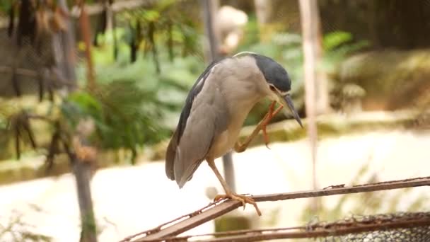 一只小鸟抓着它的脖子 — 图库视频影像