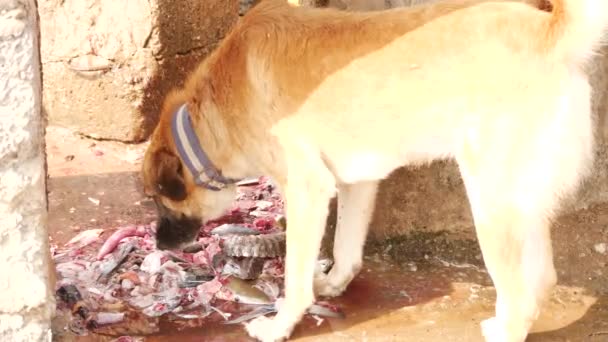 Miejscowy Pies Zjadający Kości Resztki Ryb Części Ciała — Wideo stockowe