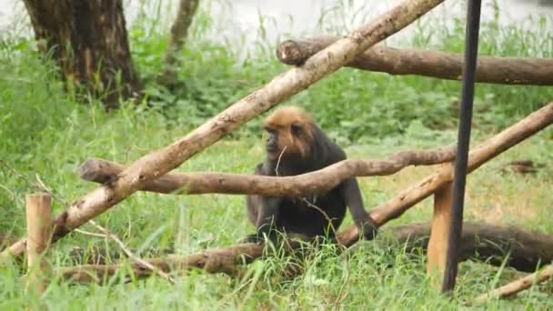 Widok Boku Małpy — Wideo stockowe