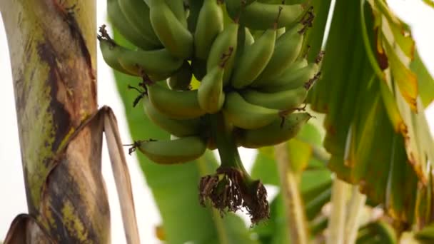 Close Shot Banana Bunch Hanging Tree — Stock Video