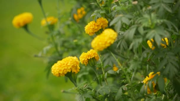 Жовта Злегка Зігнута Квітка Чорнобривця Між Високими Зеленими Рослинами — стокове відео