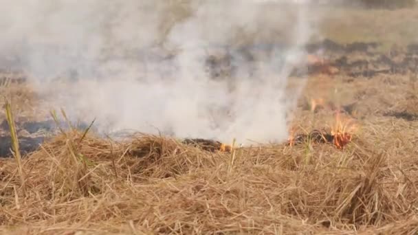 Ateş Kurumuş Çalıları Yakar Duman Çıkarır Arkasında Yanmış Çalılar — Stok video