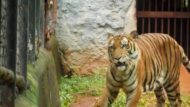 Widok Przodu Chodzącego Tygrysa — Wideo stockowe