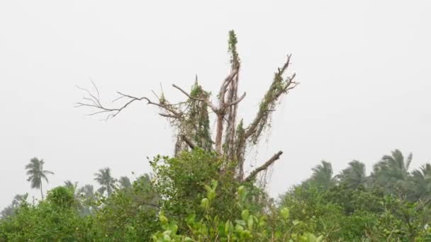 Збільшене Вапняне Дерево Сухе Верхнє Гілля Лісового Фону — стокове відео