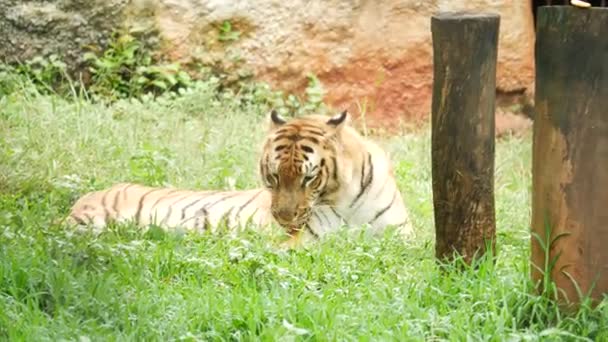 Tigre Lamiendo Cuerpo Bosque — Vídeos de Stock