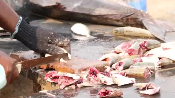 Człowiek Używający Ostrego Noża Krojenia Ryb Bez Wysiłku — Wideo stockowe