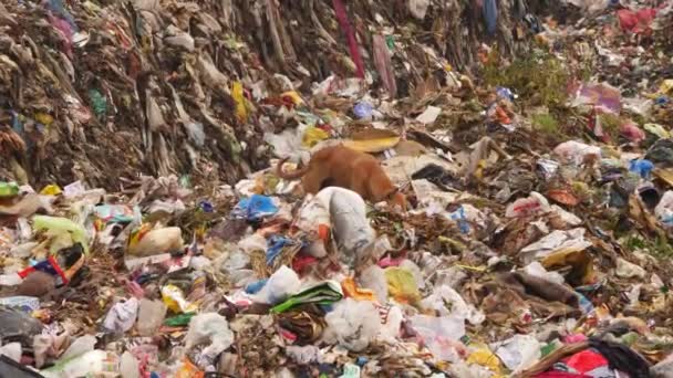 狗在垃圾填埋场吃垃圾的狗 — 图库视频影像