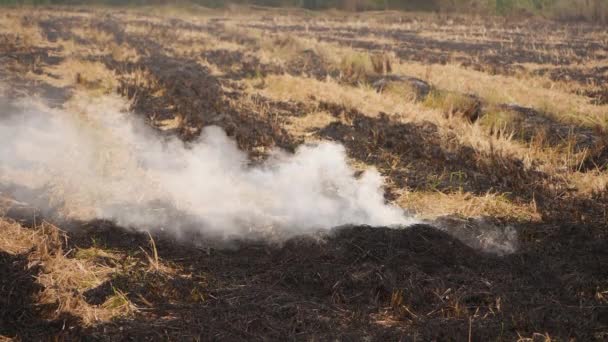 Дым Выжженной Сухой Травы Широком Поле — стоковое видео