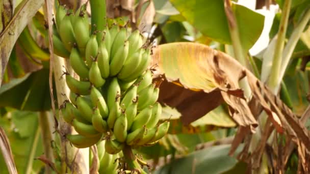 Capture Ciblée Bouquet Bananes Non Mûries Des Arbres Arrière Plan — Video