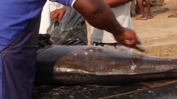 Человек Использующий Скребок Выцарапать Возможные Жабры Теле Рыбы — стоковое видео