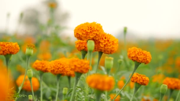 4K亮橙色的花模糊的玛丽戈德花园背景 — 图库视频影像