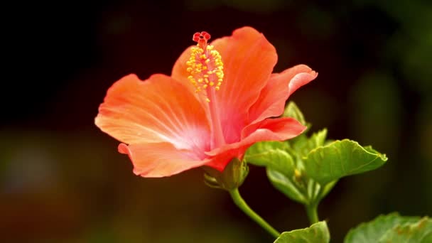 Red Hibiscus Flowerin Dark Background — Stock Video
