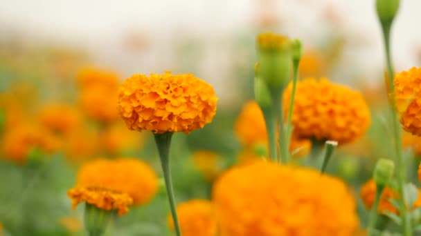 Zoomed Jasny Kwiat Pomarańczy Wieje Ogród Marigold — Wideo stockowe