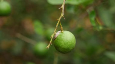 4k tek sallama limon meyvesine yakınlaştırıldı