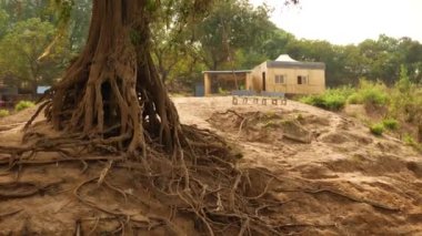 Ağaç kökü, orman ve uzaktan küçük bir bina.