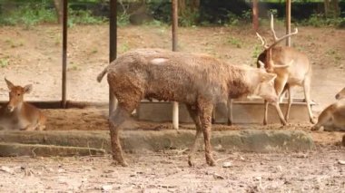 Ormanda oturan, ayakta duran geyikler