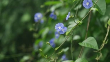 Çiçekler çiçek bahçesinde