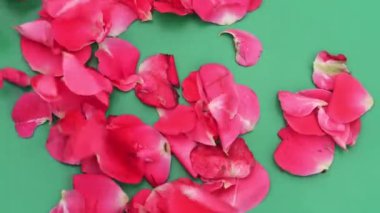 Gül yaprakları yavaş çekimde ve yeşil arkaplanlı