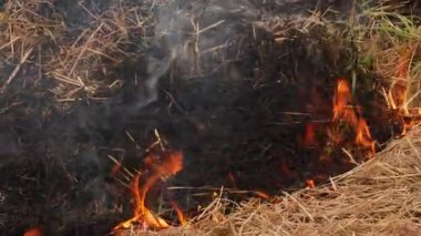 Ateş, kurumuş çalıları yakar ve yanmamış kısımlara yayar, siyah yanmış küller.
