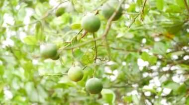 4k arka planda bulanık yapraklı limon dalında yakınlaştırıldı