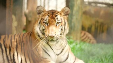 Vücudun yarısı Tiger 'a bakıyor.