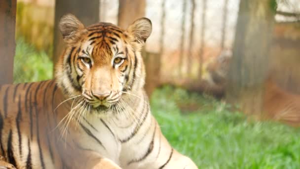 Boční Pohled Zezadu Sedí Tygr — Stock video