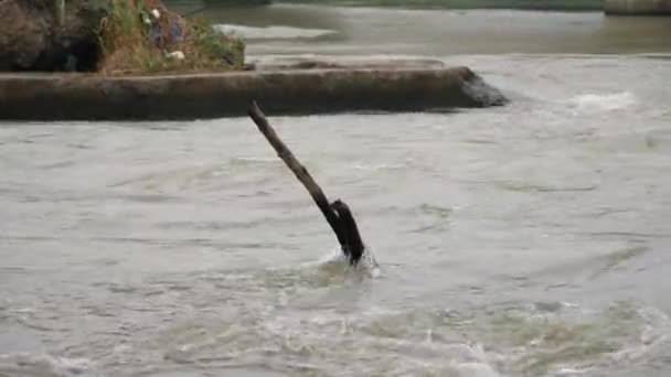 Pędząca Woda Rzeczna Długim Kijem Między Rzeką Wielka Skała Zasięgu — Wideo stockowe