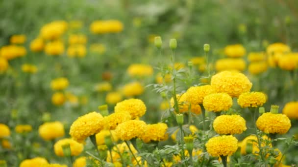 Blowing Yellow Marigold Flower Blurry Marigold Garden Background — Stock Video