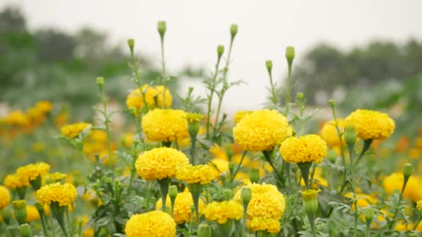 Жовта Квітка Вищий Імпортований Чорнобривці Стебла Зеленого Дерева Фон — стокове відео